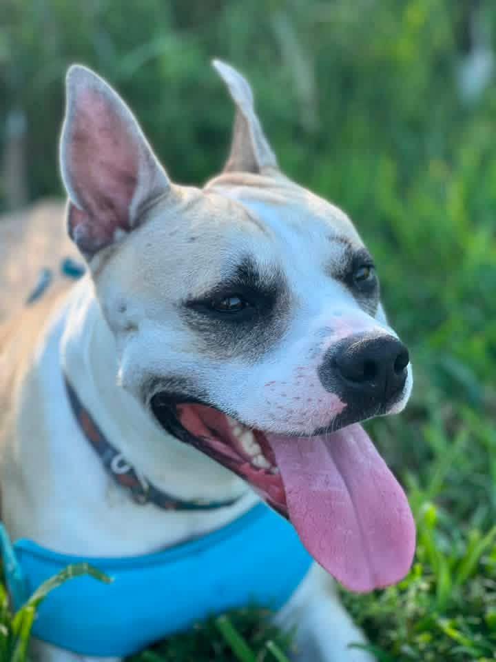 Emma, a ADOPTABLE mixed breed in Manhattan, KS image 1/6