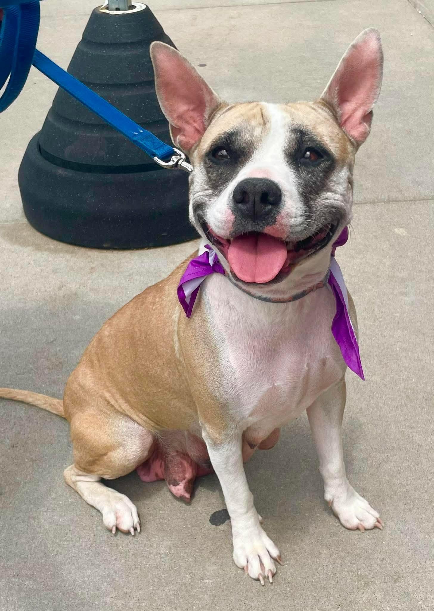 Emma, a ADOPTABLE mixed breed in Manhattan, KS image 2/6