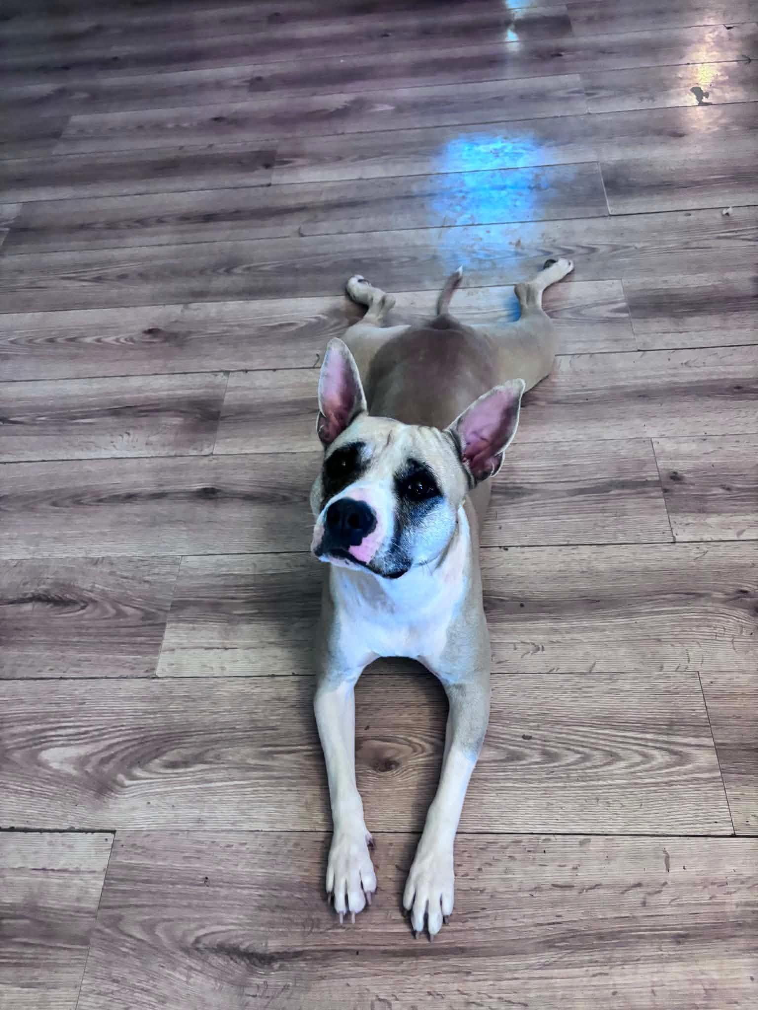 Emma, ADOPTABLE, Young Female American Bully.