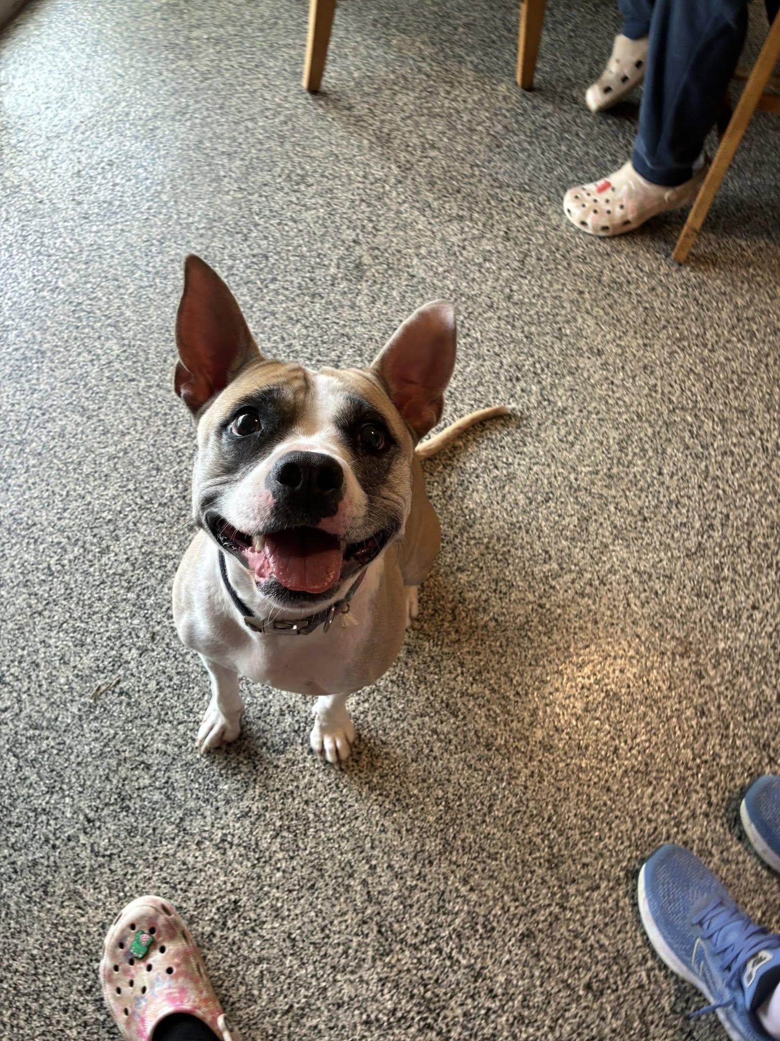 Emma, a ADOPTABLE mixed breed in Manhattan, KS image 5/6