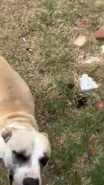 Enlarge Emma, a ADOPTABLE mixed breed in Manhattan, KS video 6/6