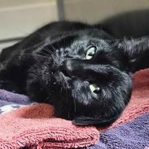 Iris, a Adoptable Domestic Short Hair in St. Helena, CA image 1/6