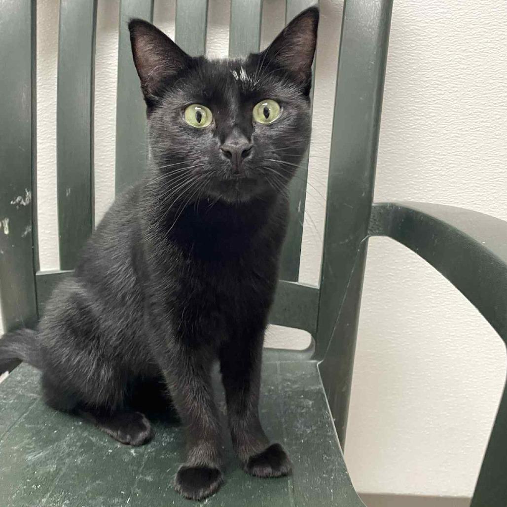 Iris, a Adoptable Domestic Short Hair in St. Helena, CA image 2/6