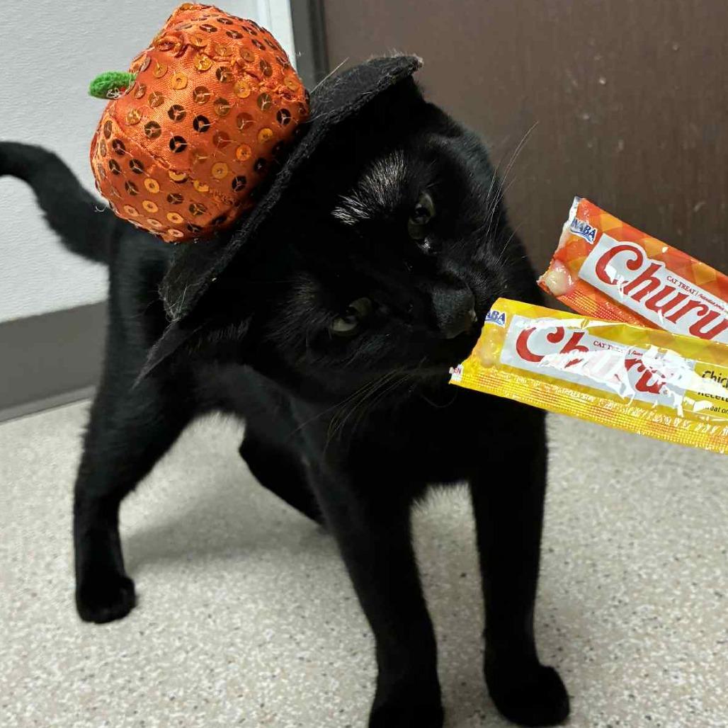 Iris, a Adoptable Domestic Short Hair in St. Helena, CA image 3/6