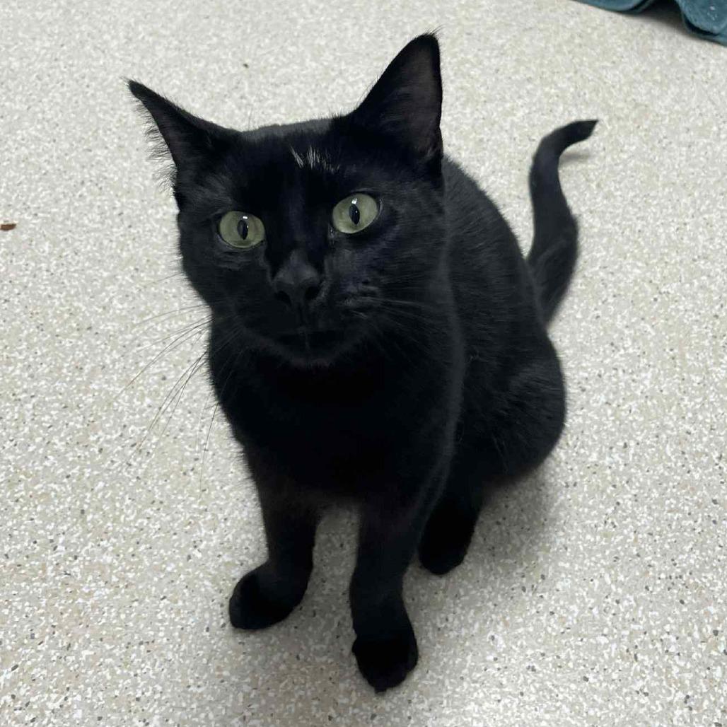 Iris, a Adoptable Domestic Short Hair in St. Helena, CA image 4/6