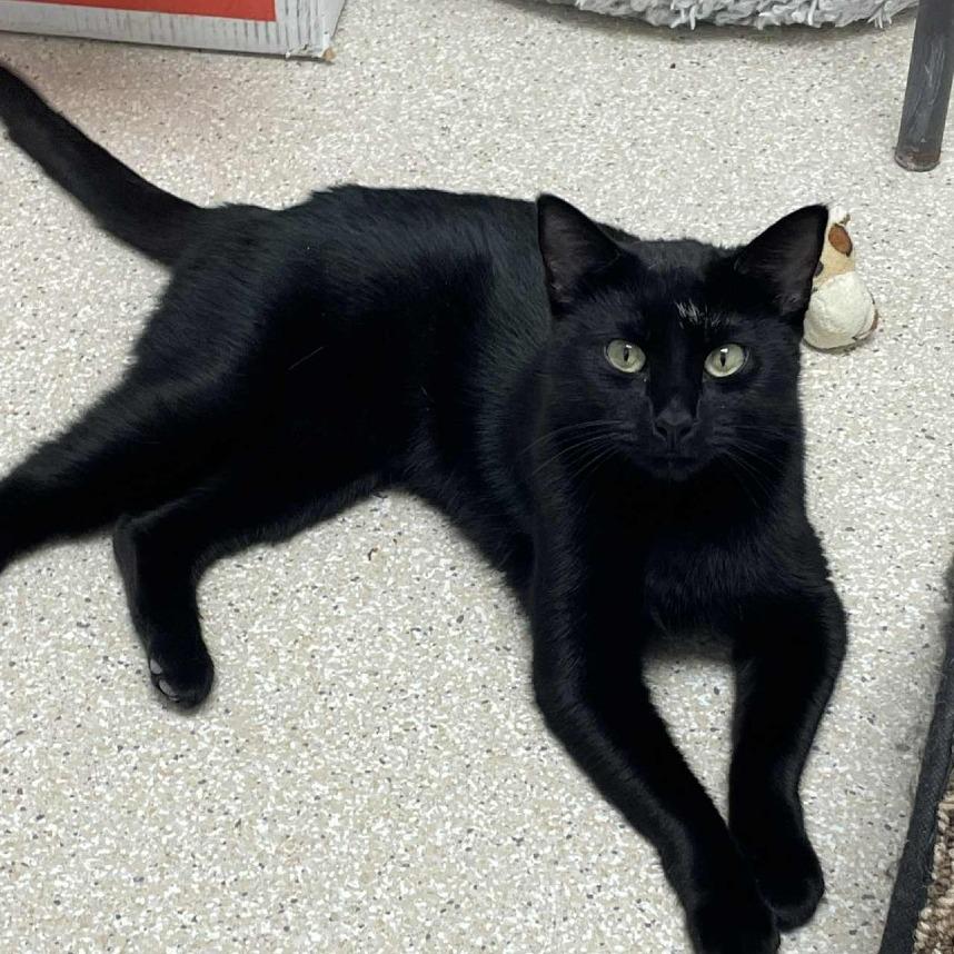 Iris, a Adoptable Domestic Short Hair in St. Helena, CA image 5/6