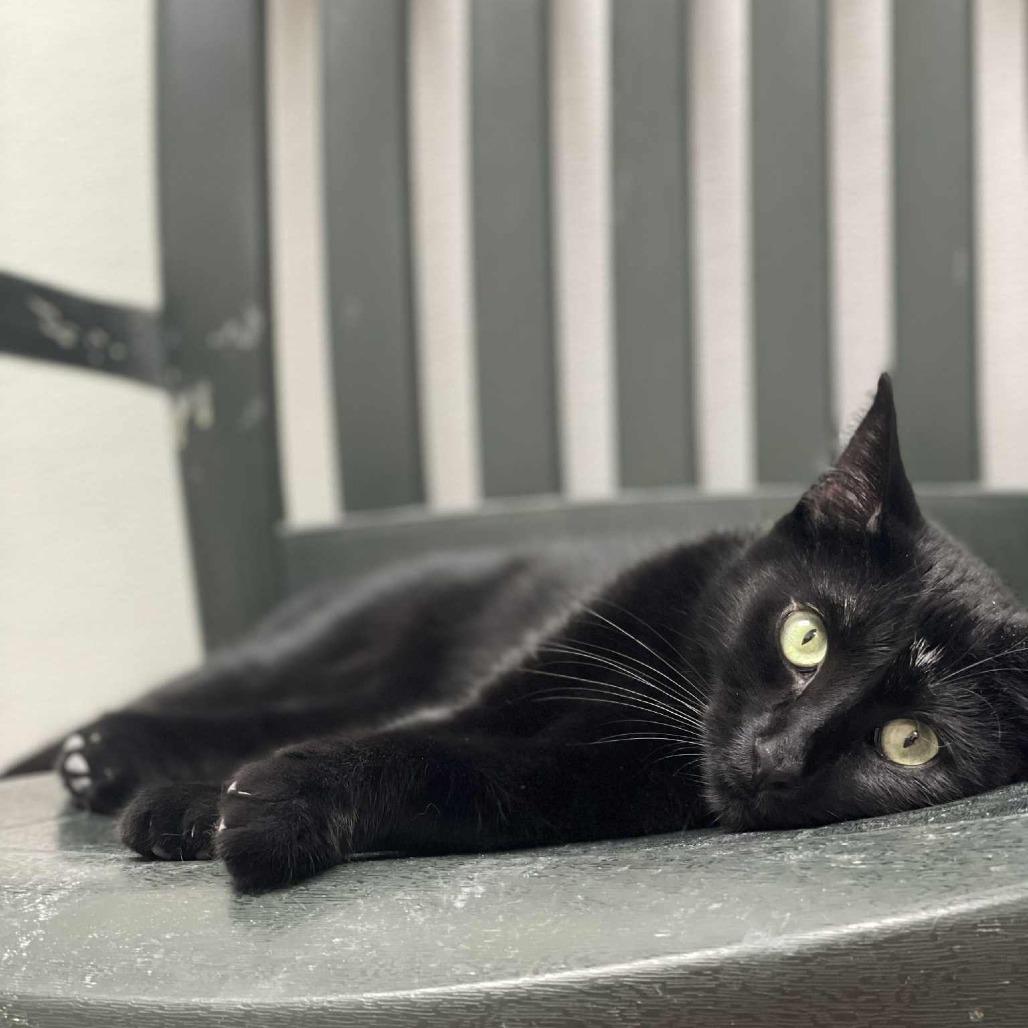 Iris, a Adoptable Domestic Short Hair in St. Helena, CA image 6/6