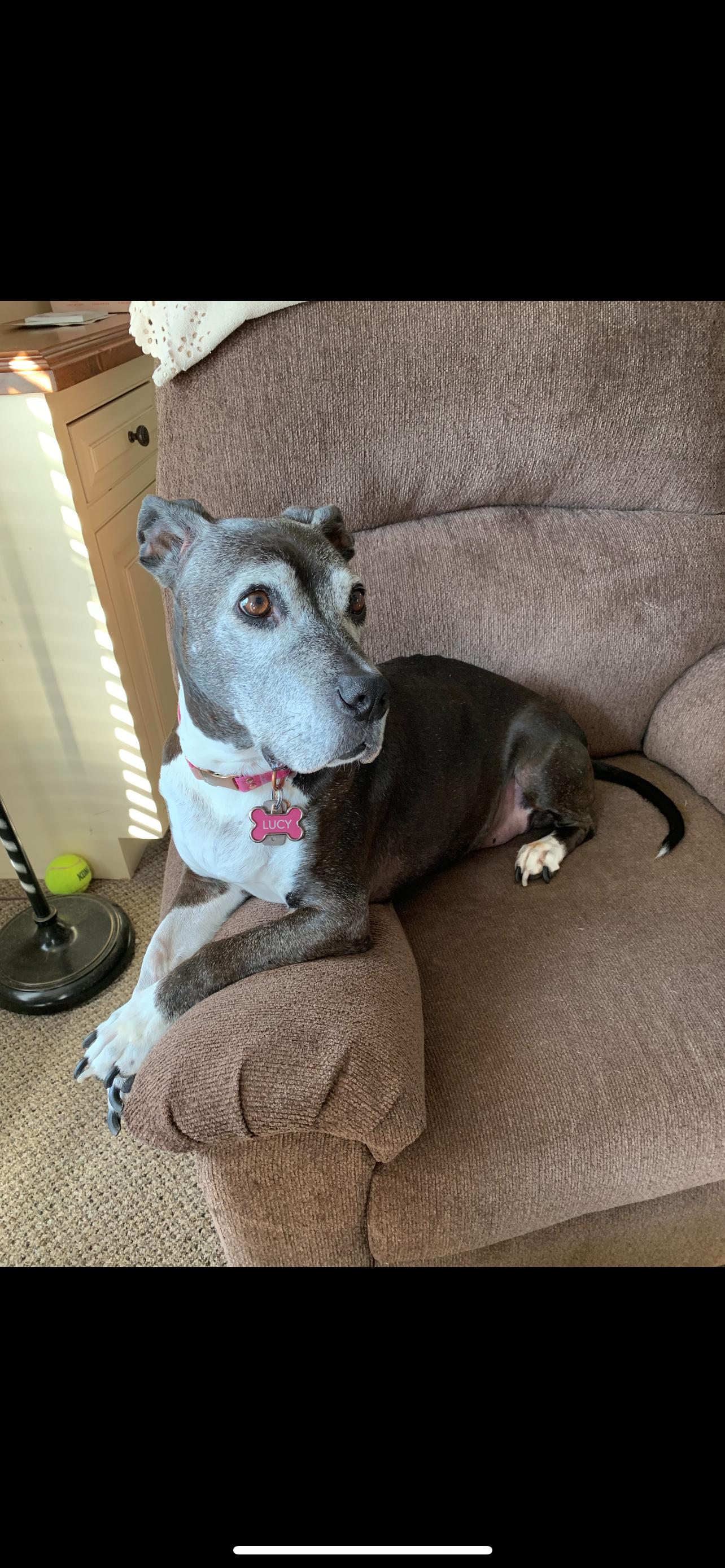 Lucy is Losing Her Home!, Adopted, Senior Female Terrier.