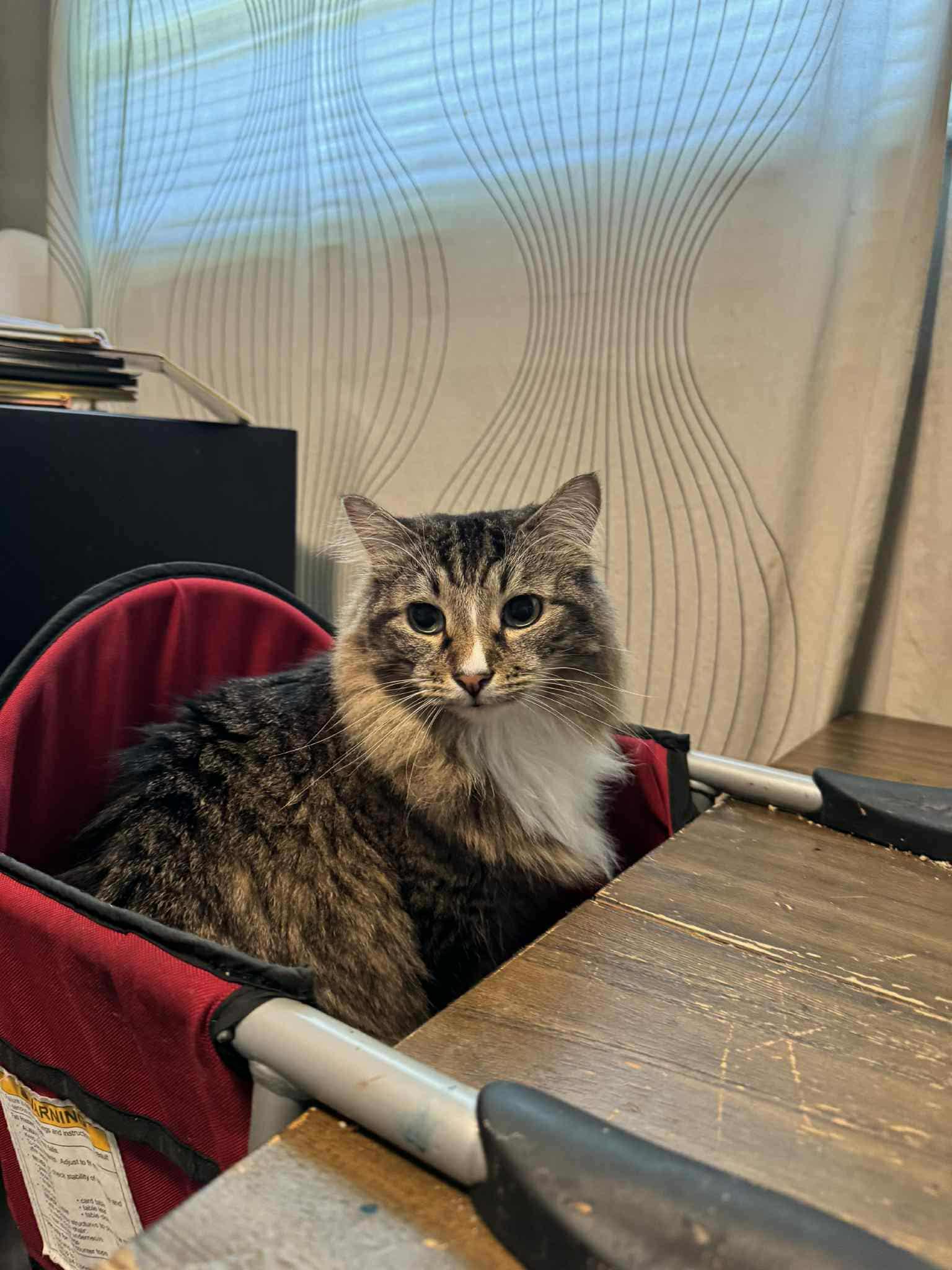 Griffin, adopted, Adult Male Domestic Long Hair.