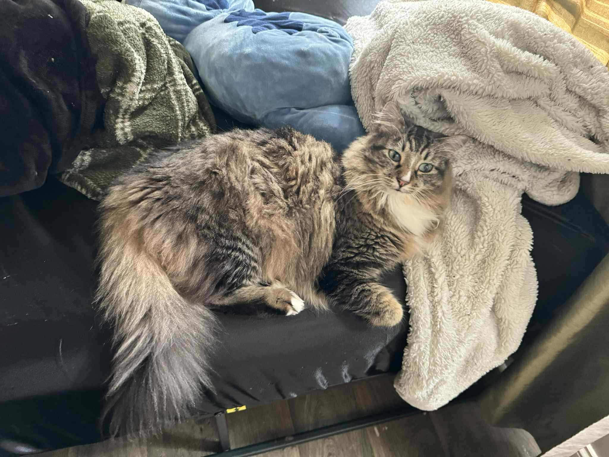 Griffin, an adopted mixed breed in Charlotte, NC image 2/3