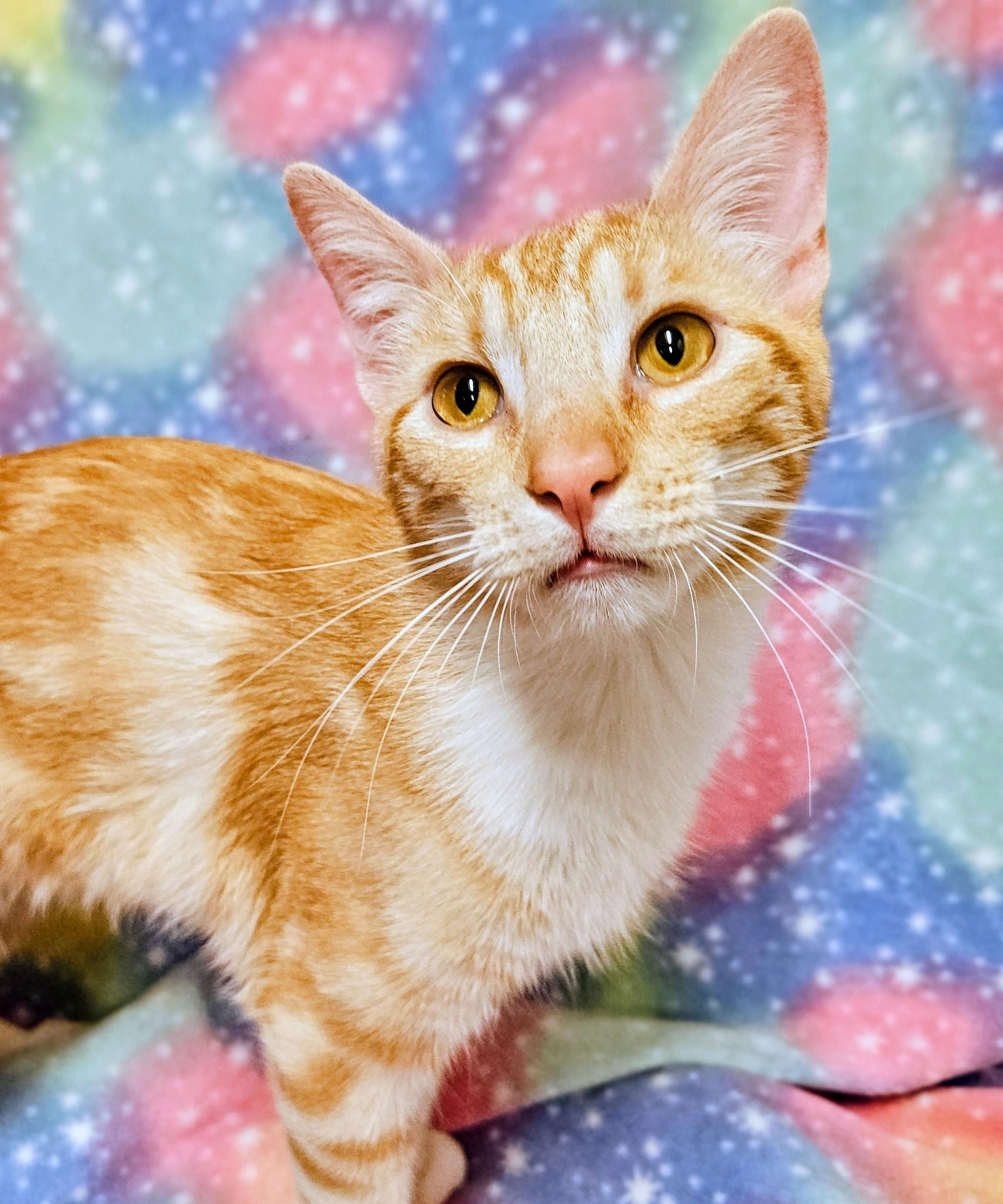 Chance - Rancho Cucamonga PetSmart, an adopted Domestic Short Hair in Rancho Cucamonga, CA image 3/4