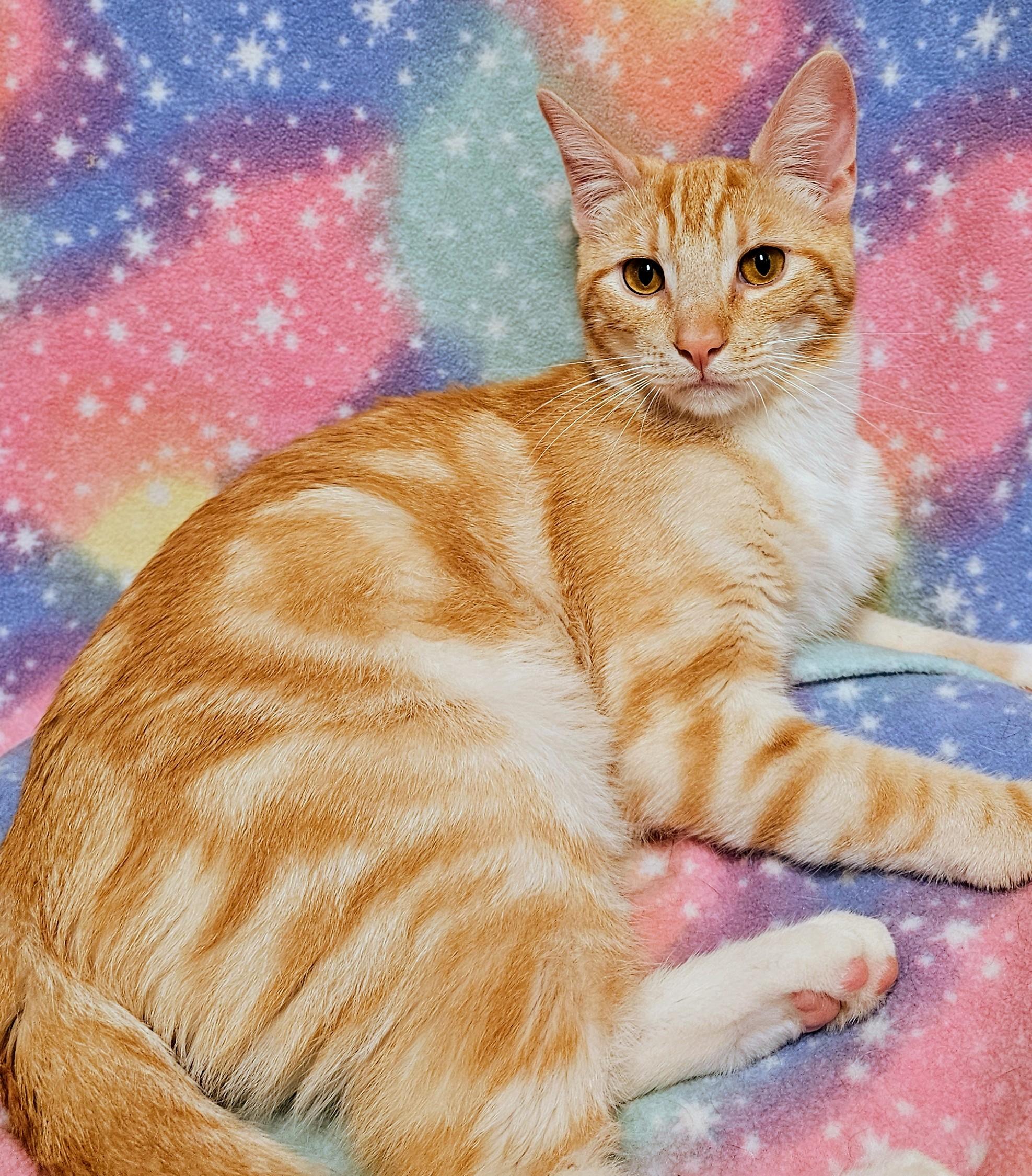 Chance - Rancho Cucamonga PetSmart, an adopted Domestic Short Hair in Rancho Cucamonga, CA image 4/4