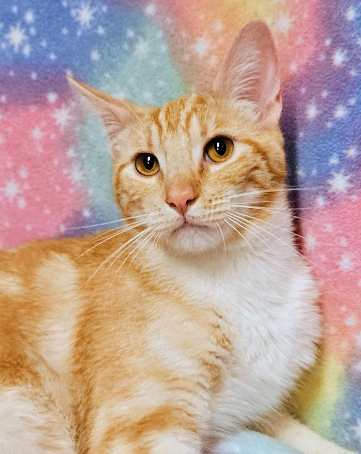 Chance - Rancho Cucamonga PetSmart, an adopted Domestic Short Hair in Rancho Cucamonga, CA image 1/4