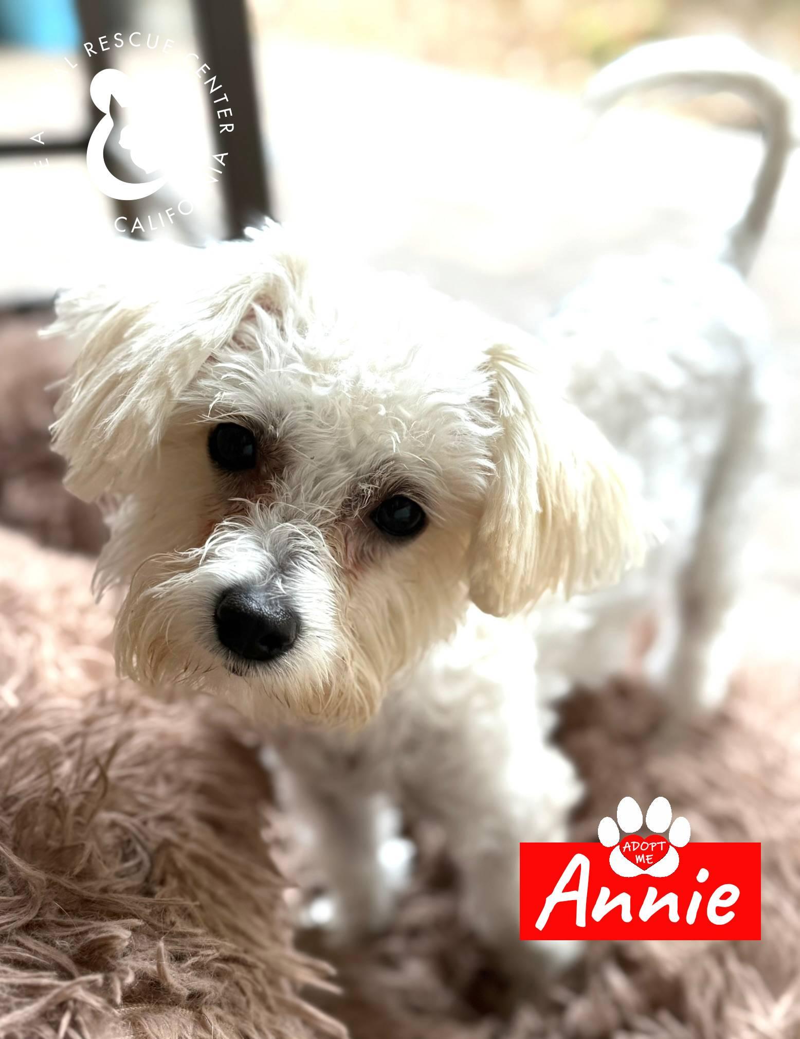Annie, adopted, Young Female Maltipoo.