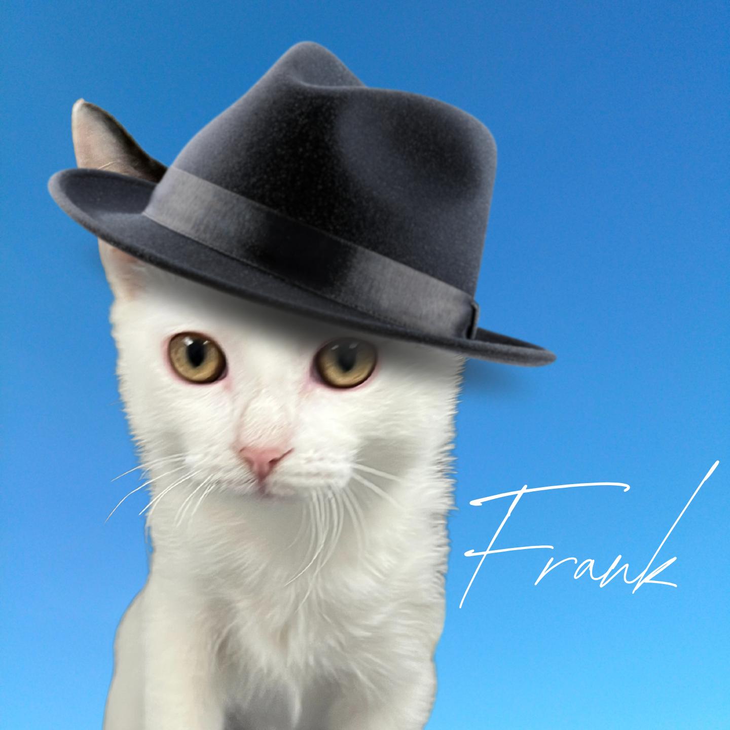 Enlarge Frank, an adoptable Domestic Short Hair in Aransas Pass, TX image 1/2