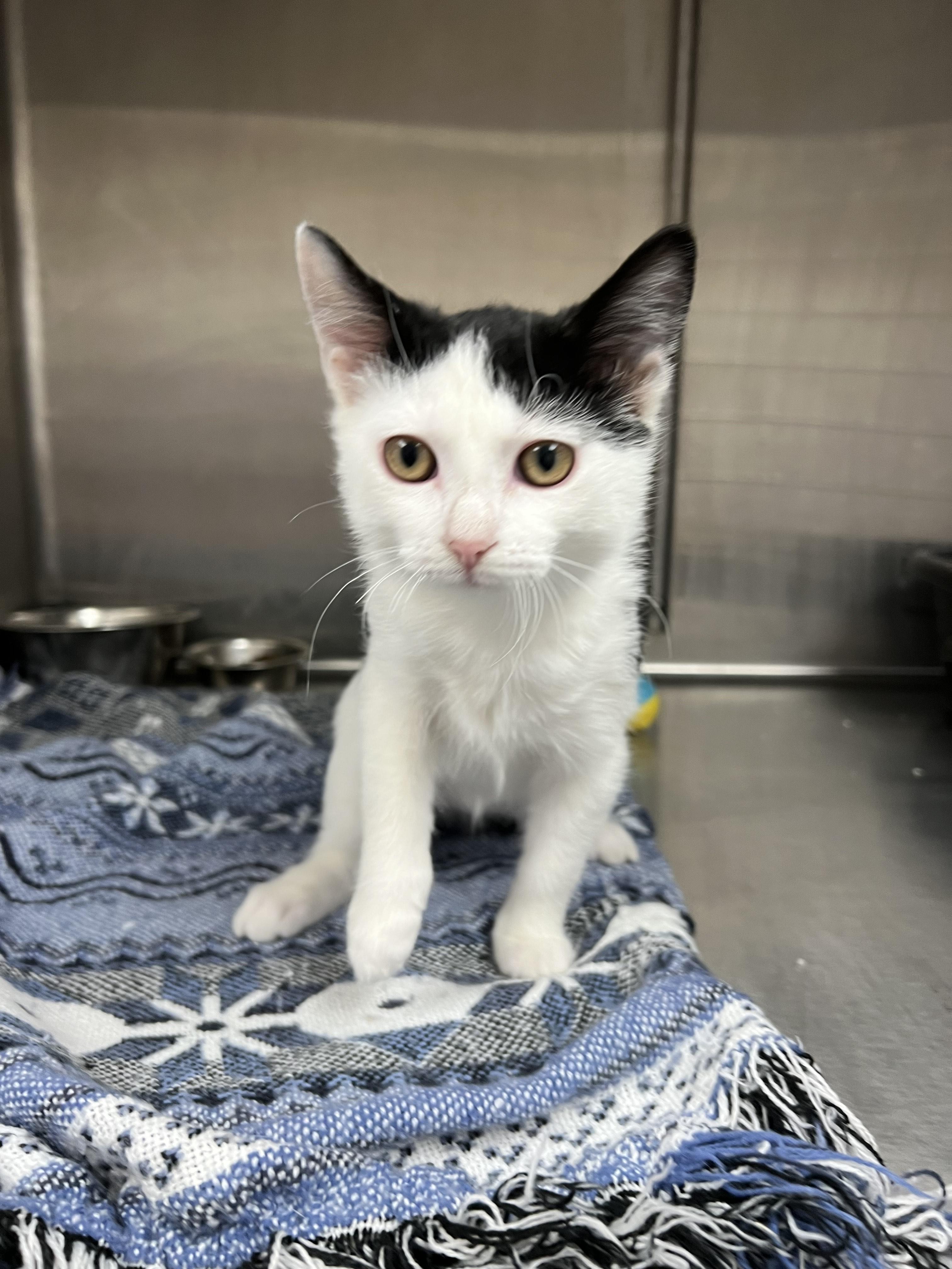 Enlarge Frank, an adoptable Domestic Short Hair in Aransas Pass, TX image 2/2