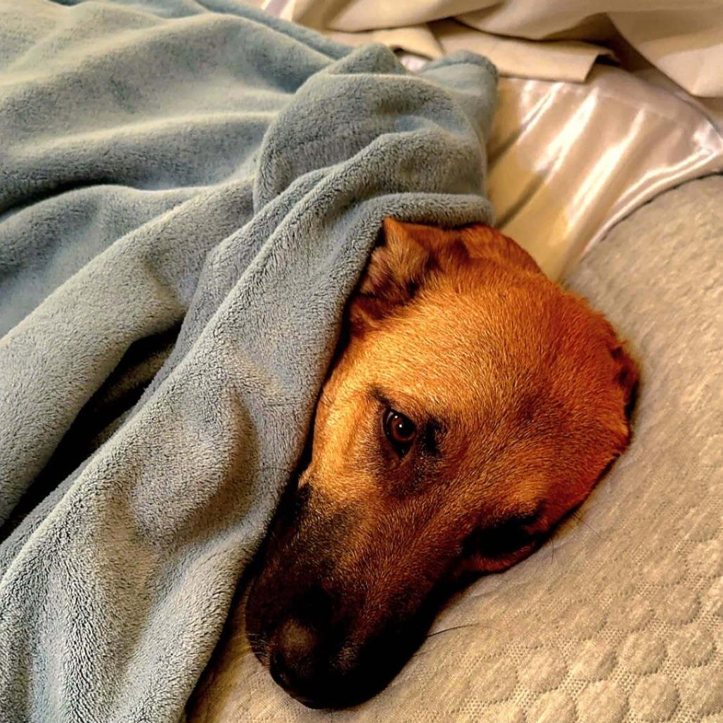 Enlarge Milo, a Adoptable mixed breed in Tulsa, OK image 2/3