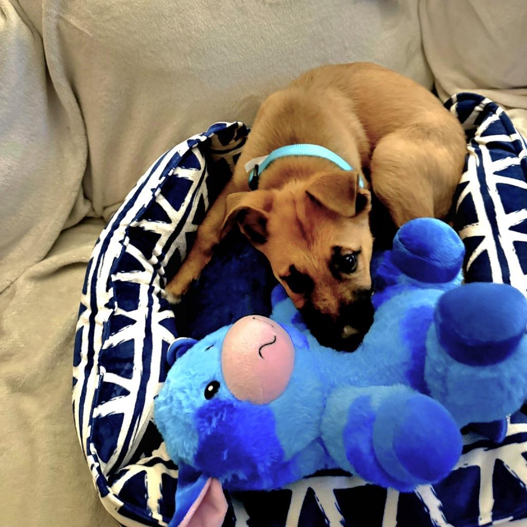 Enlarge Milo, a Adoptable mixed breed in Tulsa, OK image 3/3