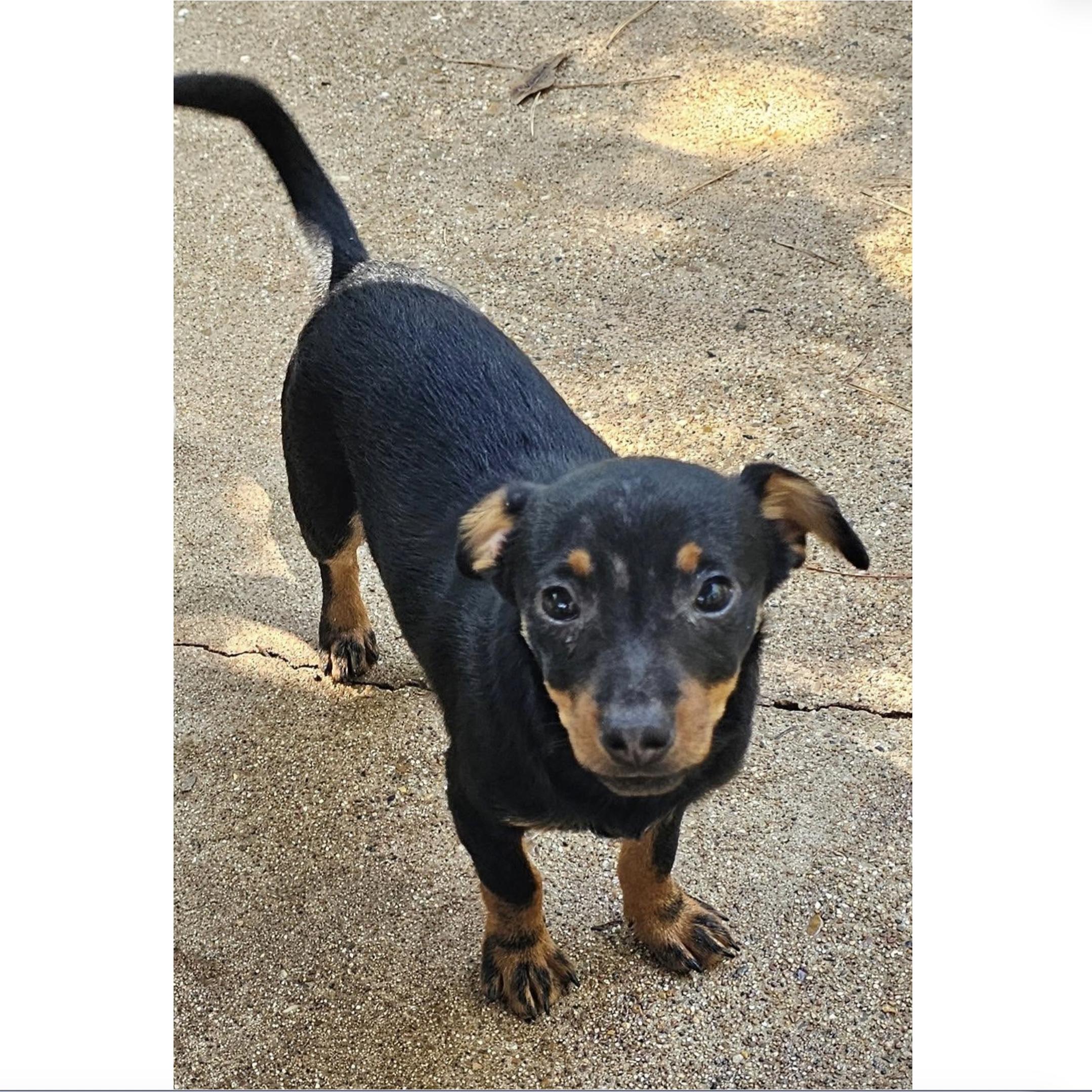 Bingo, Adoptable, Puppy Male Chihuahua.