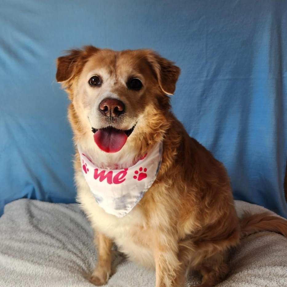 Marly, adopted, Adult Female Golden Retriever.