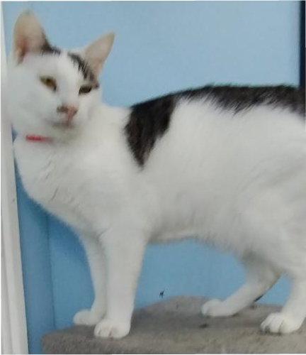 Lindy -  Foster home, Adoptable, Adult Female Domestic Short Hair.