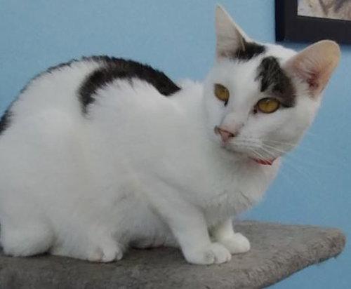 Enlarge Lindy -  Foster home, a Adoptable Domestic Short Hair in Oakland Park, FL image 2/2