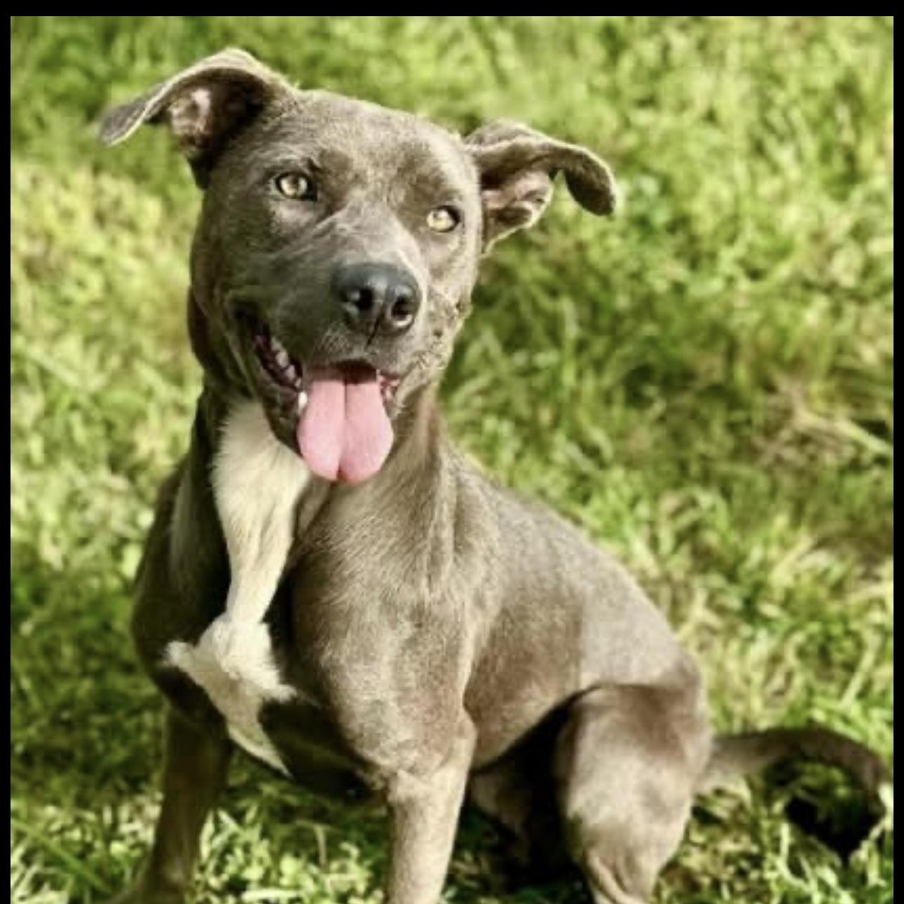Blair, Adoptable, Young Female Pit Bull Terrier.