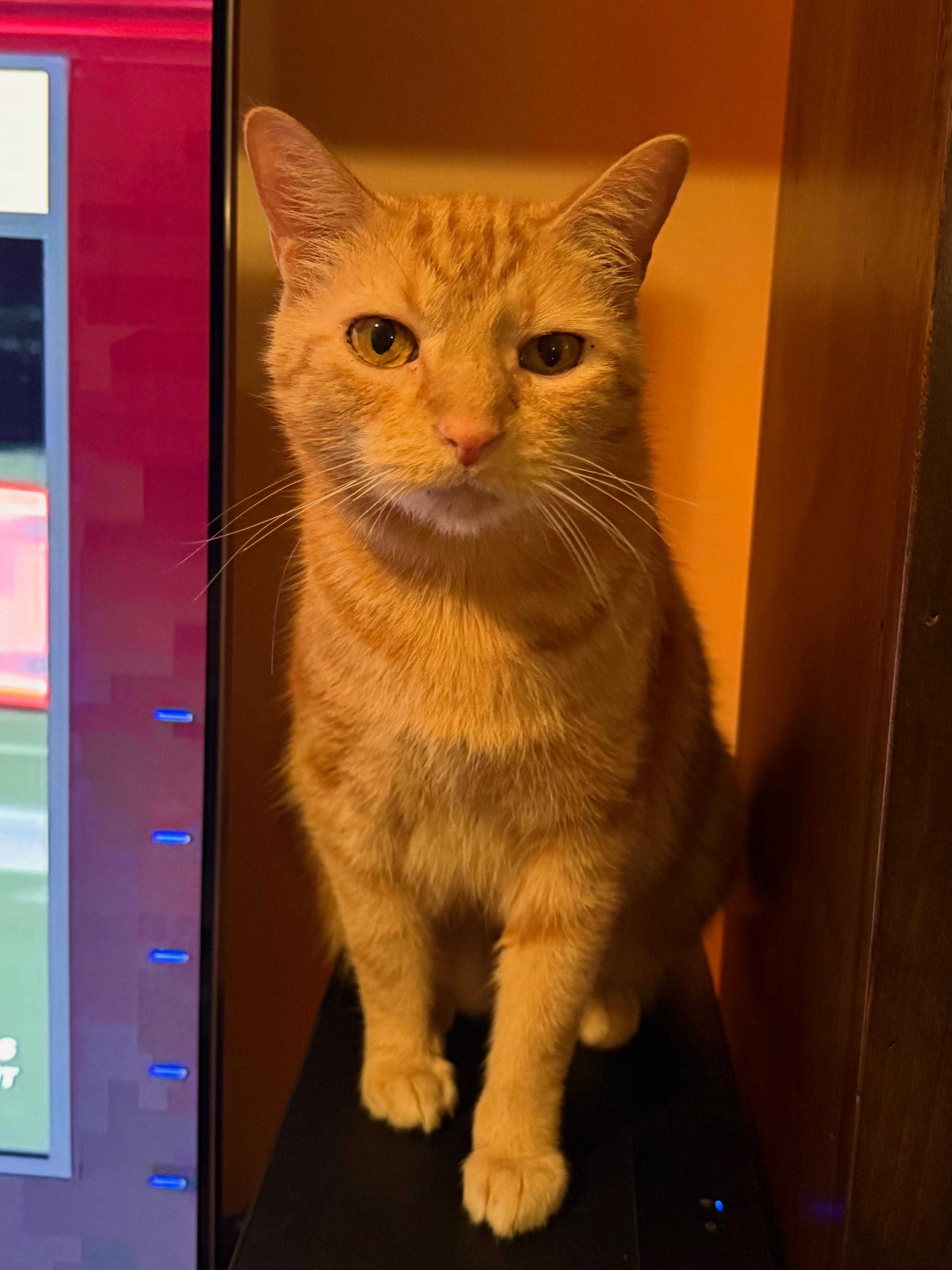 Weasley, adopted, Adult Male Domestic Short Hair.