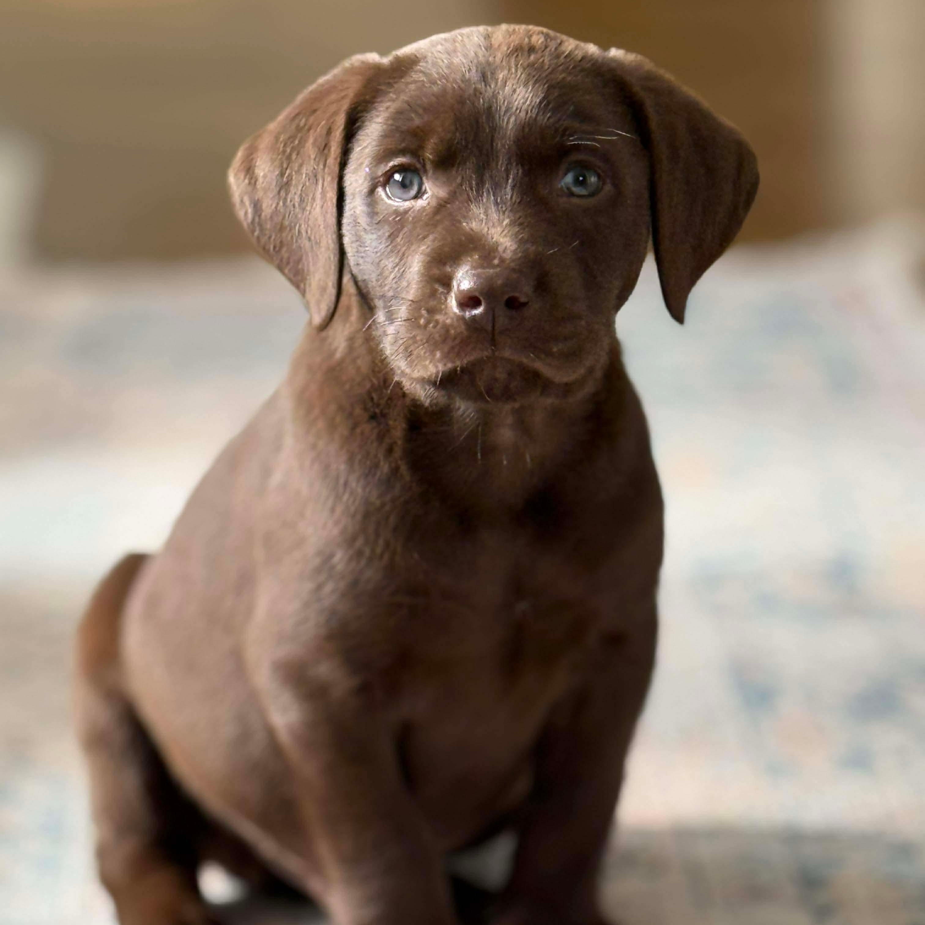 Scout, Adoptable, Puppy Male Labrador Retriever & Mixed Breed.