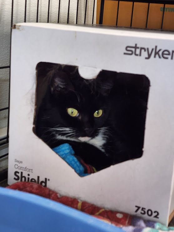 Lucy, a Adoptable Domestic Short Hair in Woodstock, CT image 1/3