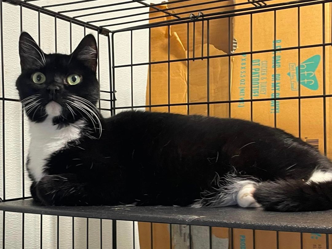 Lucy, a Adoptable Domestic Short Hair in Woodstock, CT image 2/3