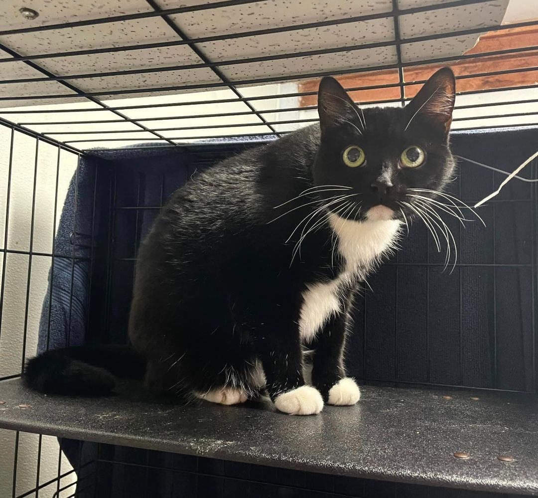 Lucy, a Adoptable Domestic Short Hair in Woodstock, CT image 3/3