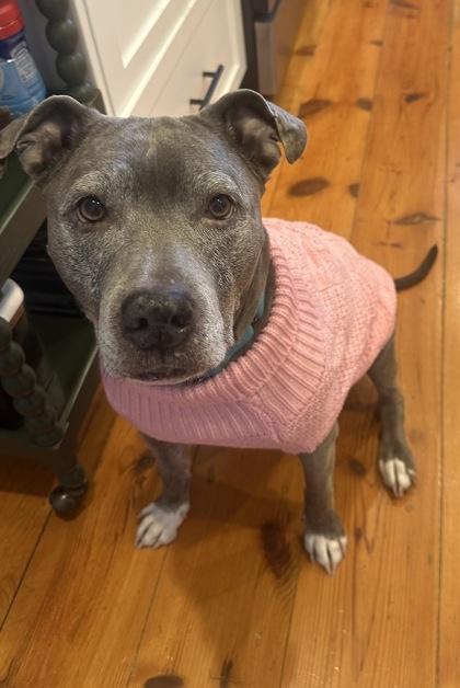 Duchess, Adoptable, Adult Female Pit Bull Terrier & Mixed Breed.