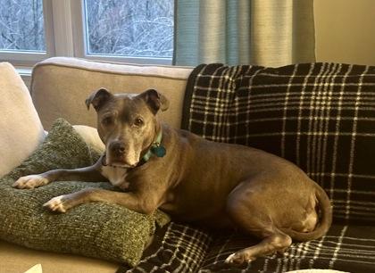 Enlarge Duchess, a Adoptable mixed breed in Lowell, MA image 2/3