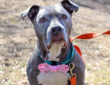 Enlarge Duchess, a Adoptable mixed breed in Lowell, MA image 3/3