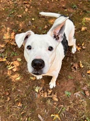 Patty Cake, Adoptable, Senior Female Mixed Breed & Mixed Breed.