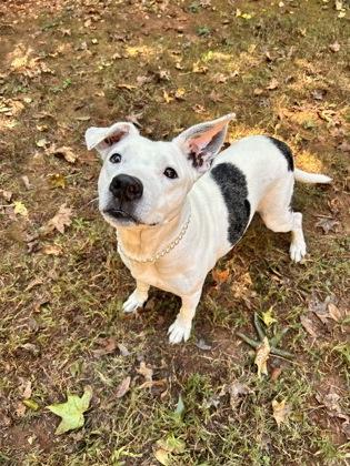 Enlarge Patty Cake, a Adoptable mixed breed in Cumming, GA image 2/3