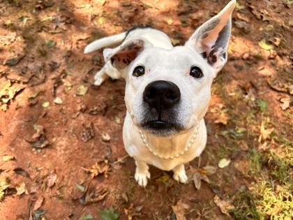 Enlarge Patty Cake, a Adoptable mixed breed in Cumming, GA image 3/3