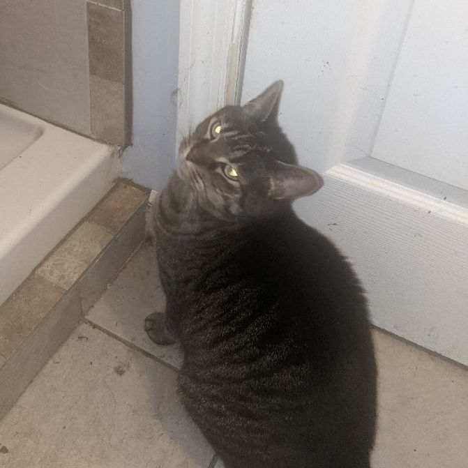 Enlarge Penny, a Adoptable mixed breed in Charlotte, NC image 1/8