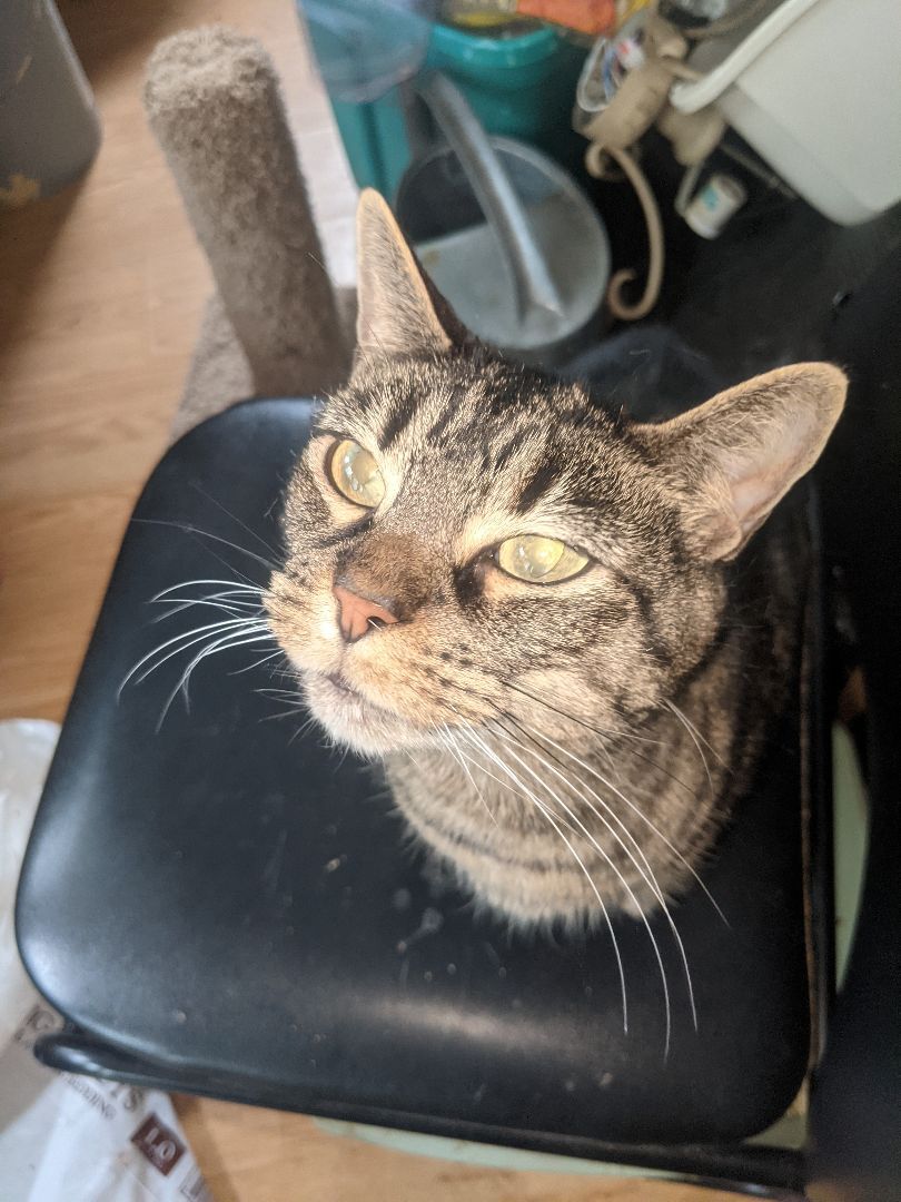 Penny, Adult Female American Shorthair