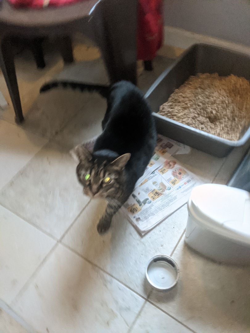 Enlarge Penny, a Adoptable mixed breed in Charlotte, NC image 3/8