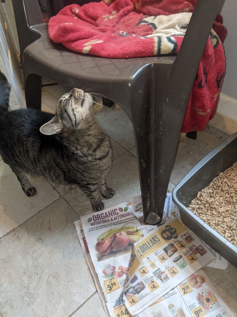 Enlarge Penny, a Adoptable mixed breed in Charlotte, NC image 4/8