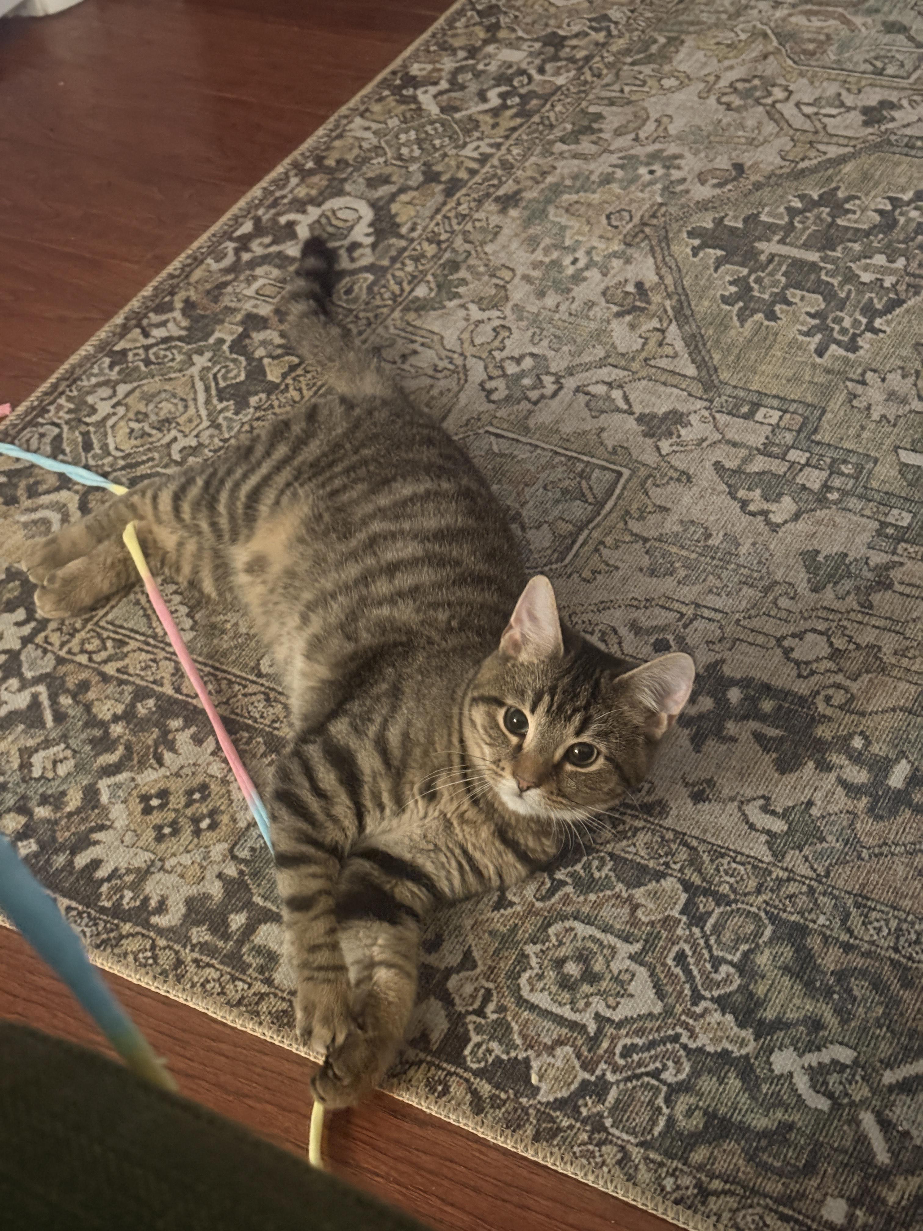 Nevis -Adoption Pending, a ADOPTABLE Domestic Short Hair in Arlington, VA image 3/4