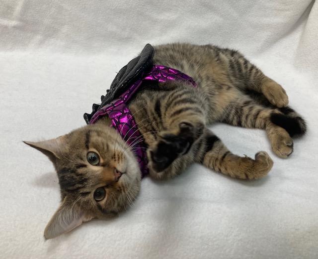 Nevis -Biscuit maker, ADOPTABLE, Kitten Male Domestic Short Hair.