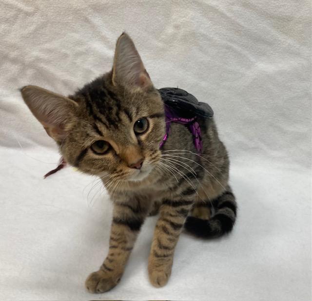 Enlarge Nevis -Biscuit maker, a ADOPTABLE Domestic Short Hair in Arlington, VA image 2/3