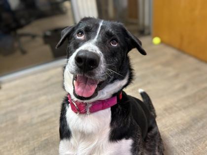 Ella, Adoptable, Adult Female Border Collie & Mixed Breed.