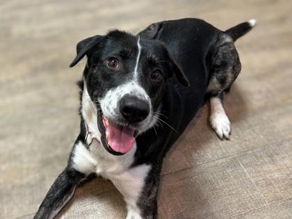 Enlarge Ella, a Adoptable mixed breed in Gainesville, FL image 3/3