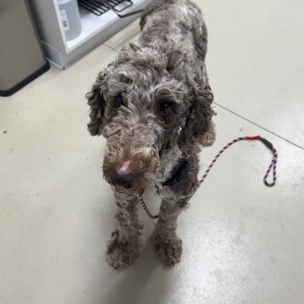 Enlarge Rusti, a Adoptable Standard Poodle in Shelbyville, IL image 1/2