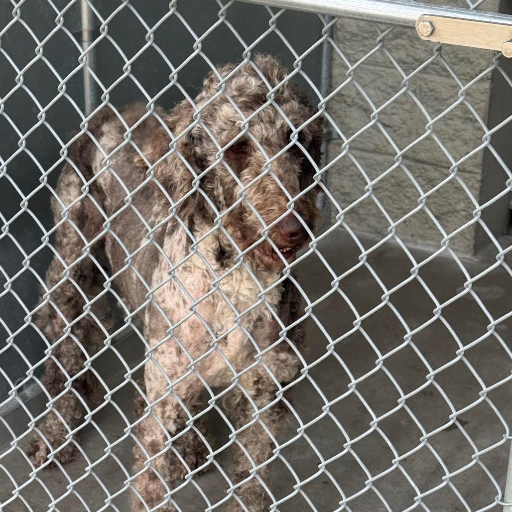 Enlarge Rusti, a Adoptable Standard Poodle in Shelbyville, IL image 2/2