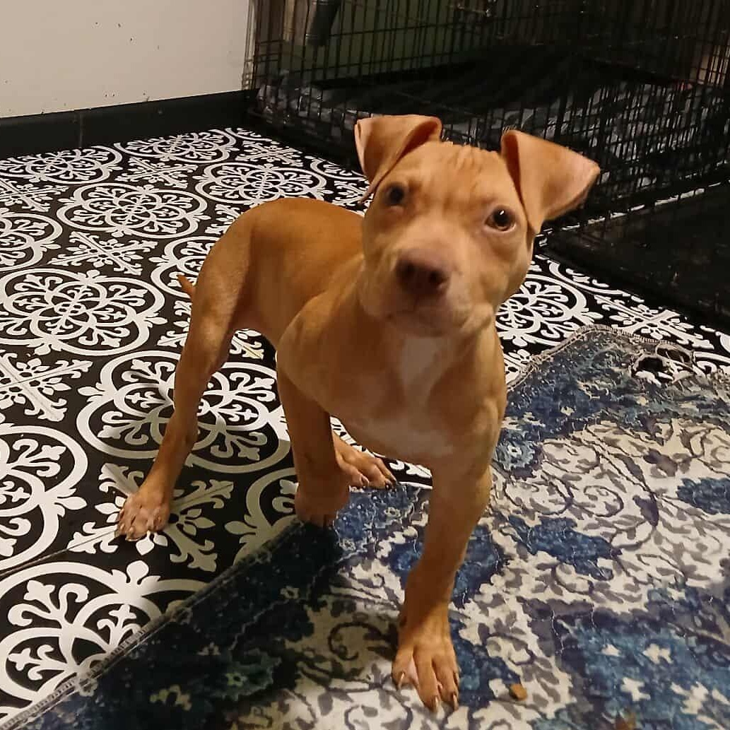 Buddyholly, a Adoptable Pit Bull Terrier in Saugerties, NY image 2/6